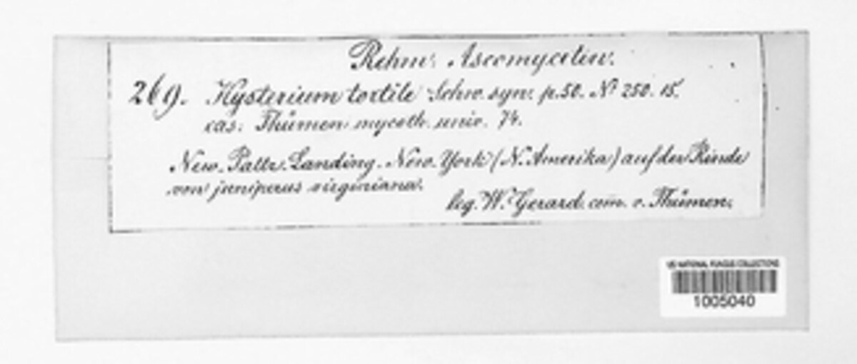 Mytilinidion tortile image
